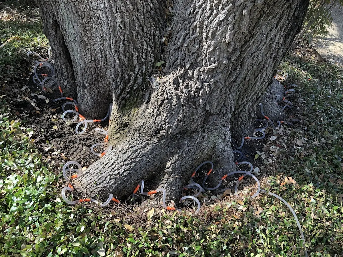 Detailed Tree Cabling and Bracing job site in Pesotum