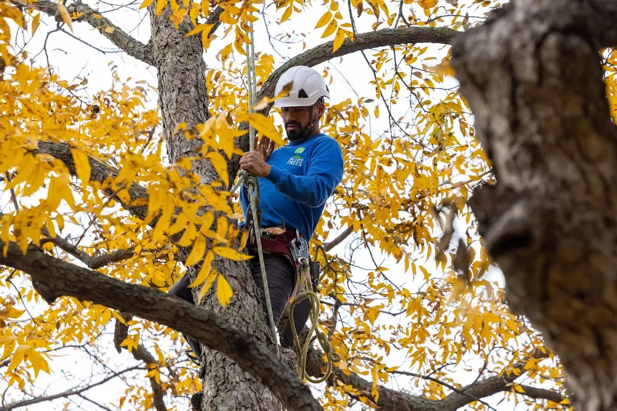 Skilled Tree Trimming crew working in Pesotum