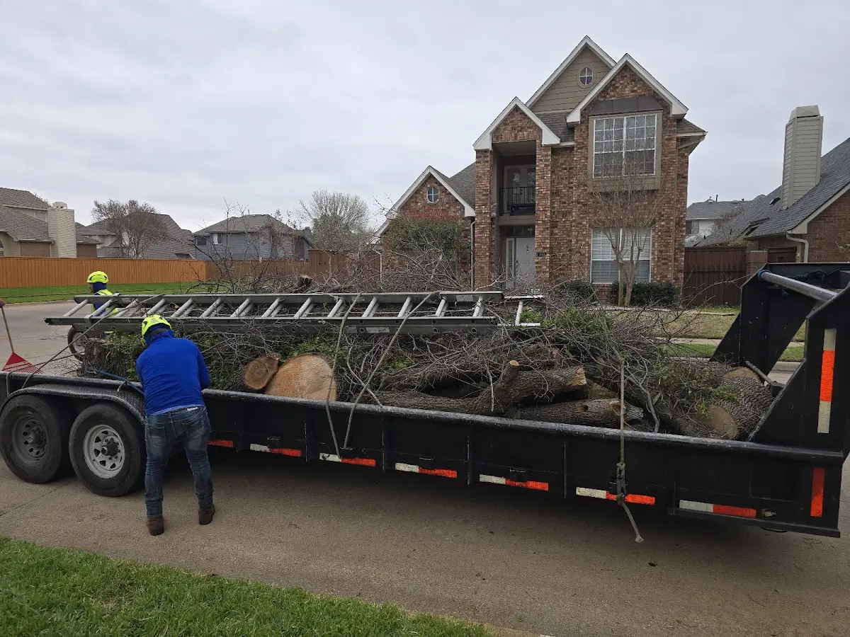 Expert Tree Pest Control with proper safety equipment in Pesotum